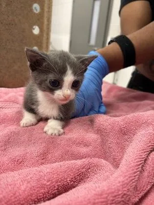 A baby small-sized male Domestic Short Hair cat named James P. Sullivan for adoption in Gastonia, NC