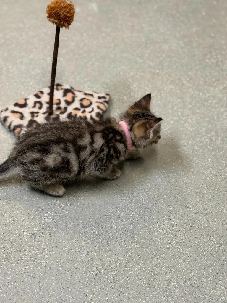 A baby small-sized male Domestic Short Hair cat named Baxter for adoption in Algona, IA