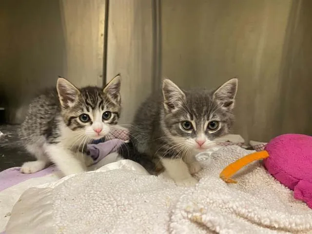 A baby small-sized female Domestic Short Hair cat named Odette for adoption in Tustin, CA