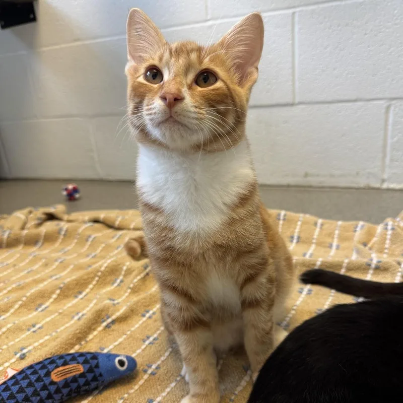 A baby medium-sized male Orange / Red Domestic Short Hair cat named Soup Dude for adoption in Carencro, LA