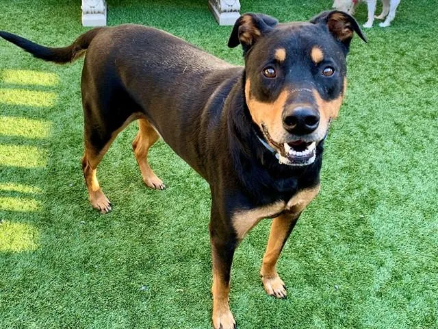 An adult large-sized male Black Doberman Pinscher dog named Save Me Please! Rocky for adoption in San Marcos, CA