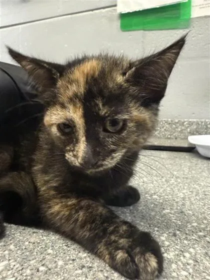 A baby small-sized female Domestic Short Hair cat named Milkshake for adoption in Largo, FL