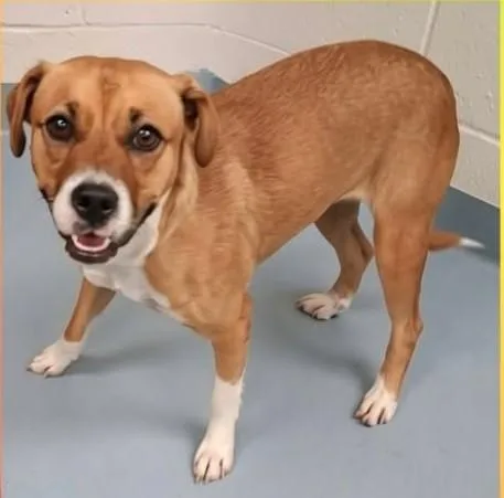 A young medium-sized female Labrador Retriever dog named Shayla for adoption in Sheboygan, WI