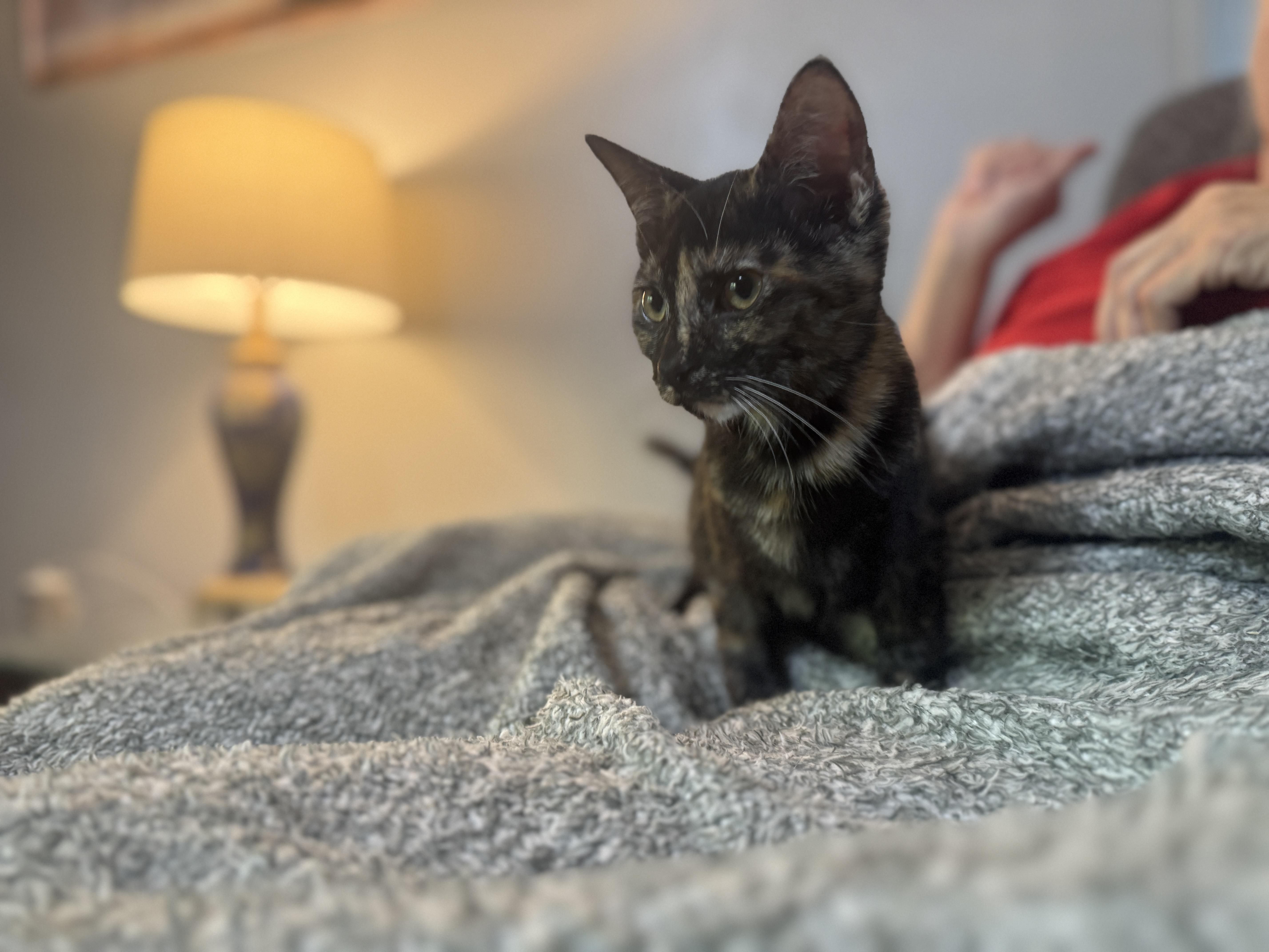 Spicetransport thumbnail 4