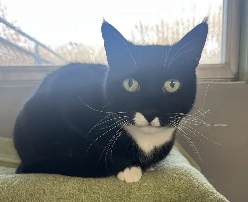 An adult medium-sized male Black & White / Tuxedo Domestic Short Hair cat named Gus for adoption in Mendham, NJ