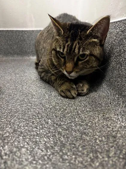 An adult extra large-sized female Domestic Short Hair cat named Lilly for adoption in Sevierville, TN