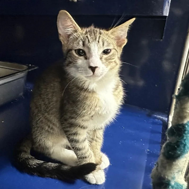A baby small-sized male Brown / Chocolate Domestic Short Hair cat named Pollux for adoption in Los Angeles, CA