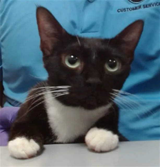 A young small-sized female Domestic Short Hair cat named Olivia for adoption in Miami, FL