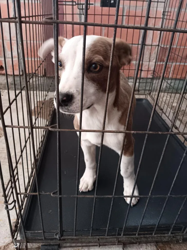 A baby medium-sized male Mixed Breed dog named Coffey for adoption in Brownwood, TX