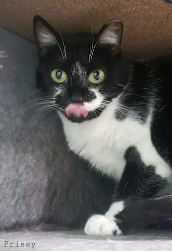 Prissy thumbnail 3