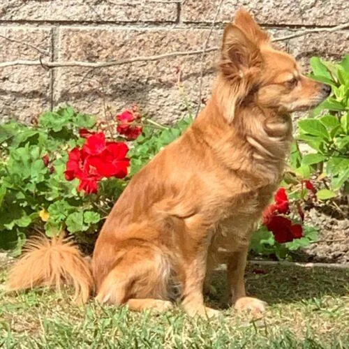 An adult small-sized female Golden Mixed Breed dog named Angel for adoption in San Juan Capistrano, CA