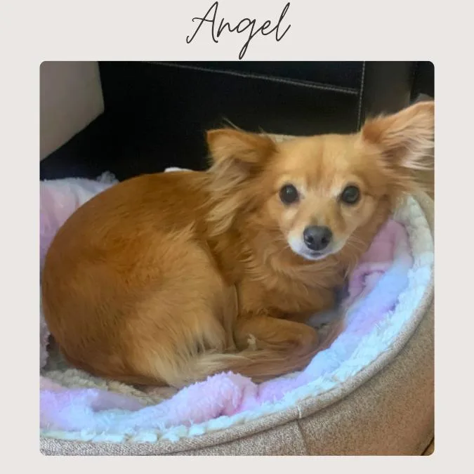 Angel thumbnail 4