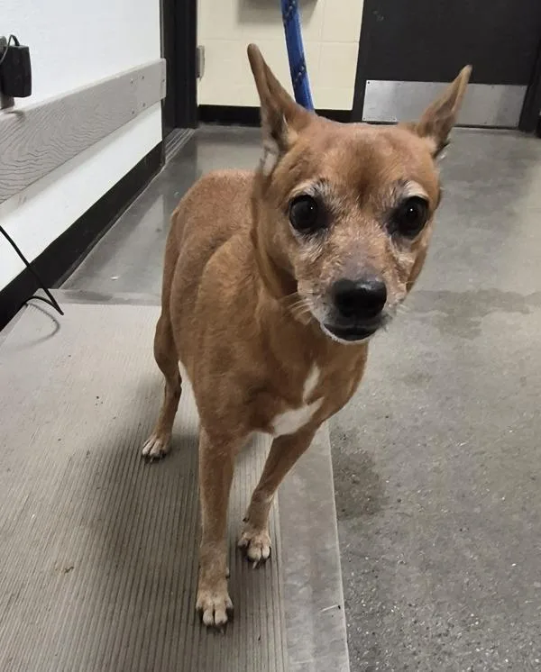 An adult small-sized female Chihuahua dog named Ic for adoption in Lawrenceville, GA