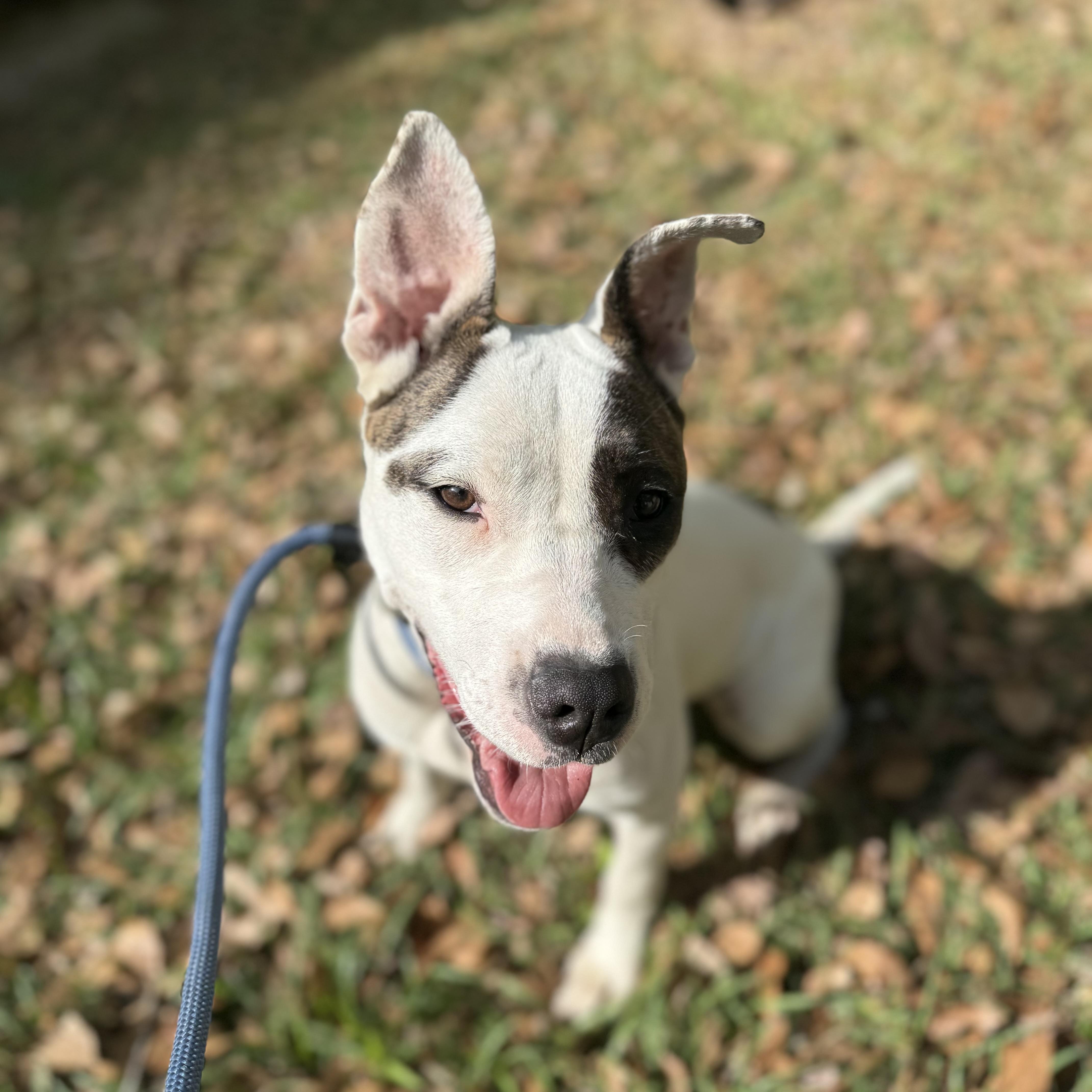 Congaree thumbnail 2