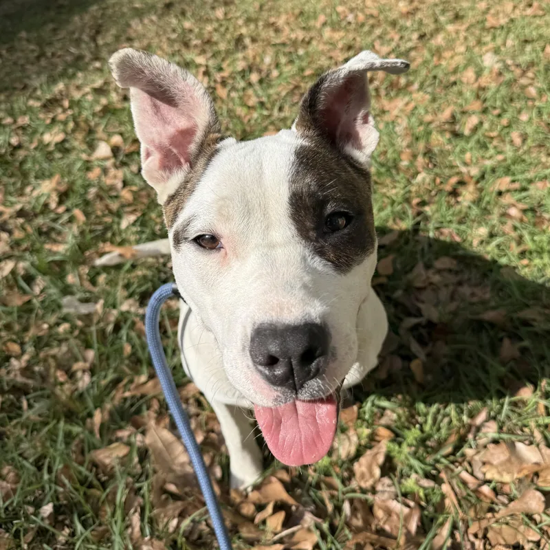 Congaree thumbnail 3