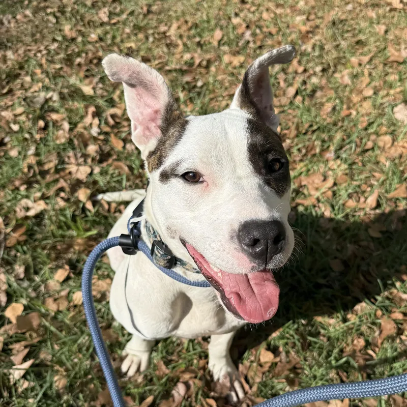 Congaree thumbnail 4