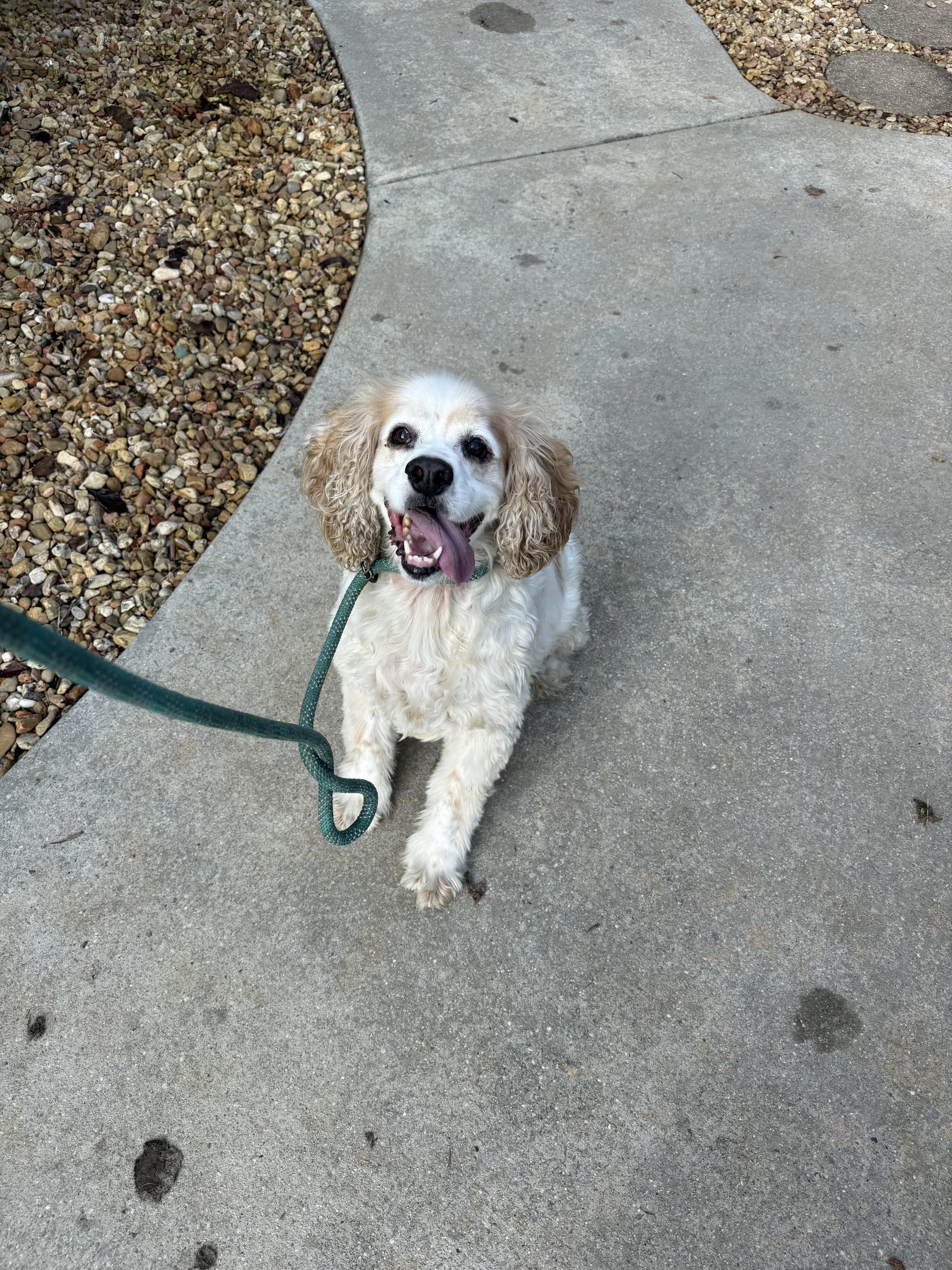 An adult medium-sized male Apricot / Beige Cocker Spaniel dog named Cleetus for adoption in Hartselle, AL