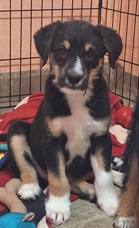 A baby medium-sized male Border Terrier dog named Bristle for adoption in House Springs, MO