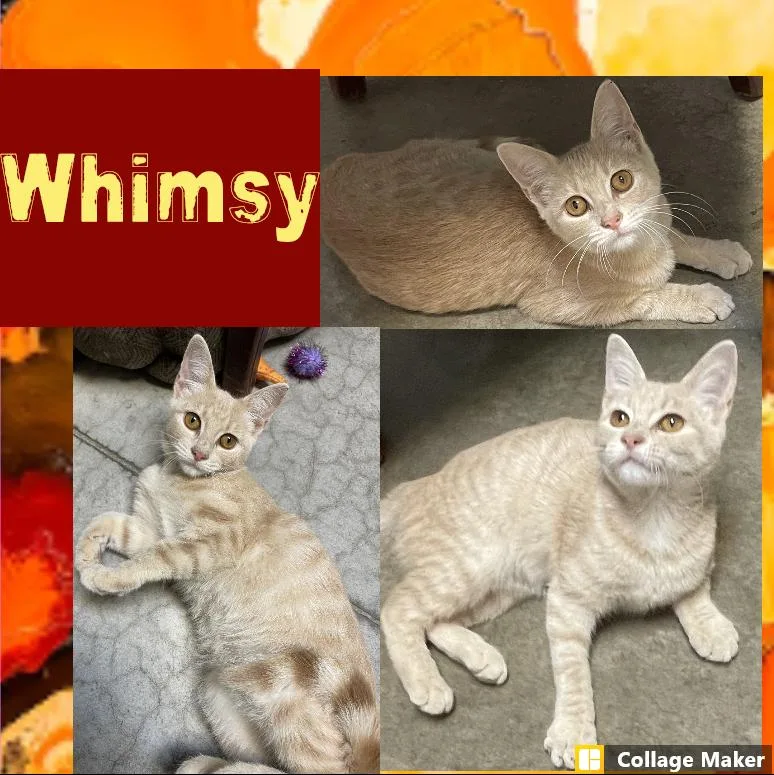 A young medium-sized female Domestic Short Hair cat named Whimsy for adoption in Clearfield, PA