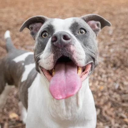 An adult medium-sized female Mixed Breed dog named Indie for adoption in Largo, FL