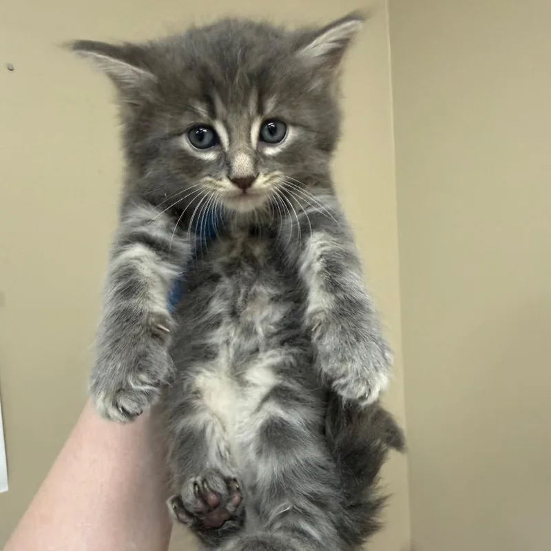 A baby small-sized male Gray / Blue / Silver Domestic Medium Hair cat named Toronto for adoption in Birmingham, AL