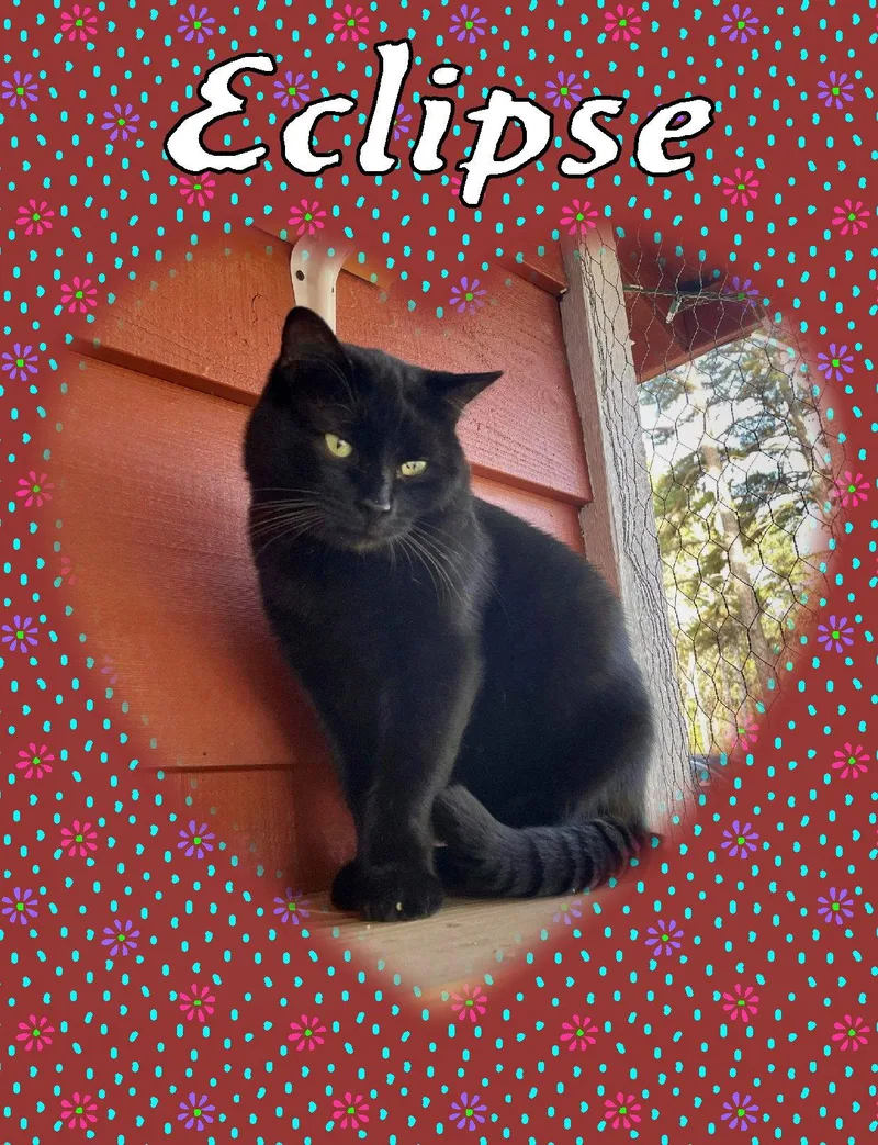 An adult medium-sized male Black Domestic Short Hair cat named Eclipse for adoption in Piedmont, MO
