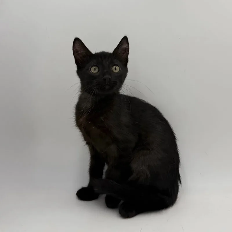 A baby medium-sized female Domestic Short Hair cat named Cliff Hanger for adoption in State College, PA