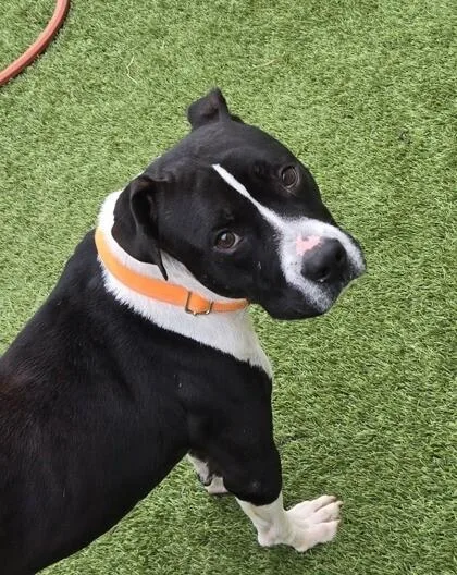 An adult medium-sized male Black American Staffordshire Terrier dog named Waylon Jennings for adoption in Houston, TX