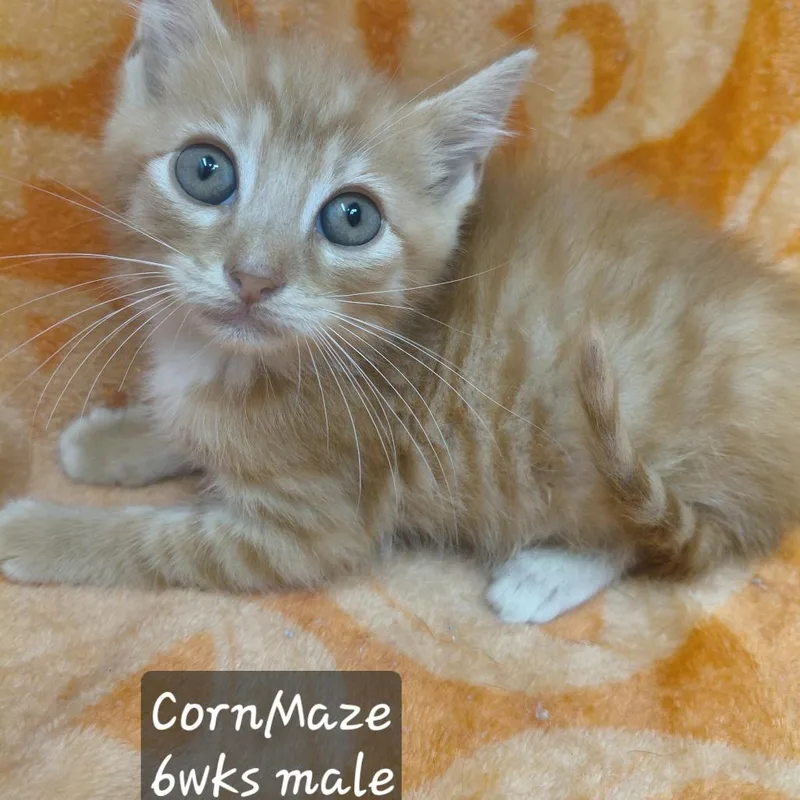 A baby small-sized male Domestic Short Hair cat named Cornmaze for adoption in New Tazewell, TN