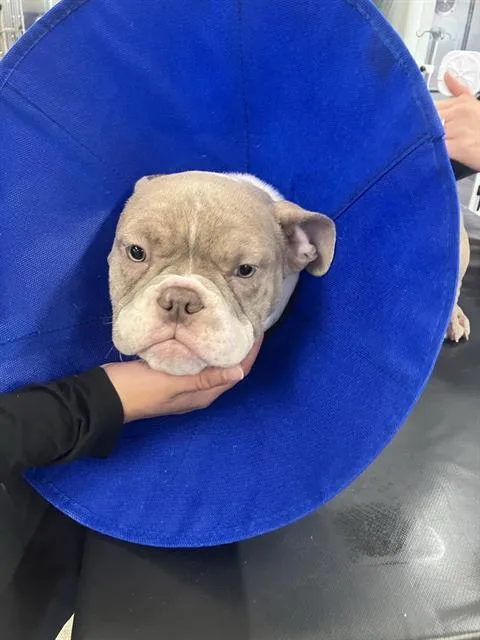 A baby medium-sized female French Bulldog dog named Tootie for adoption in Dallas, TX