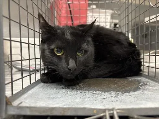 An adult medium-sized female Domestic Short Hair cat named Shimmer for adoption in Las Vegas, NV