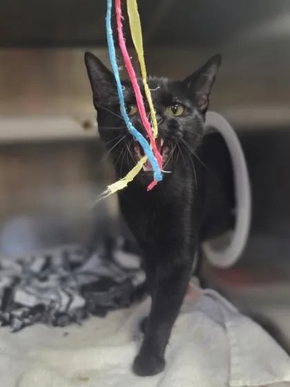 An adult medium-sized female Domestic Short Hair cat named Harvest Moon for adoption in Westland, MI