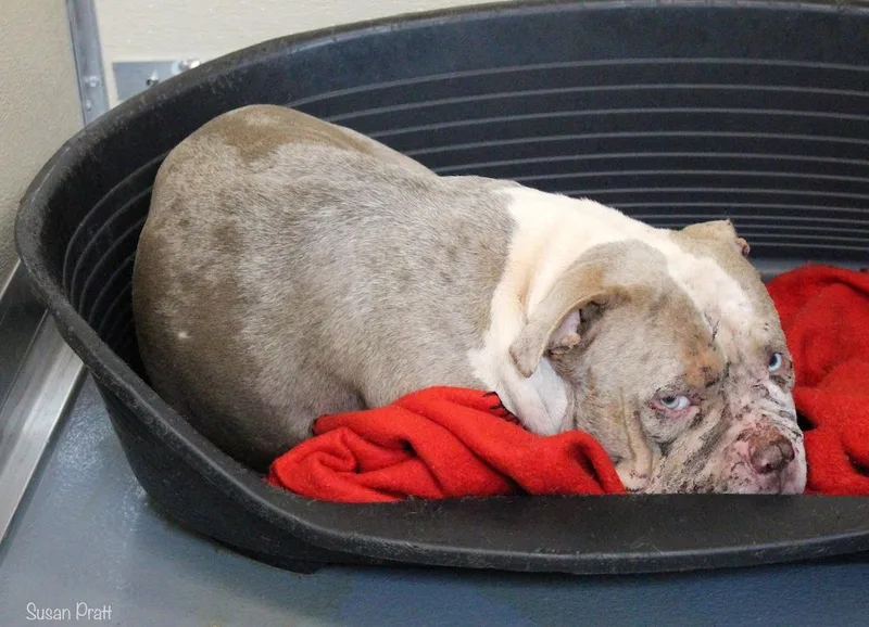 An adult medium-sized female Brindle American Bully dog named Harley for adoption in Bedford, VA