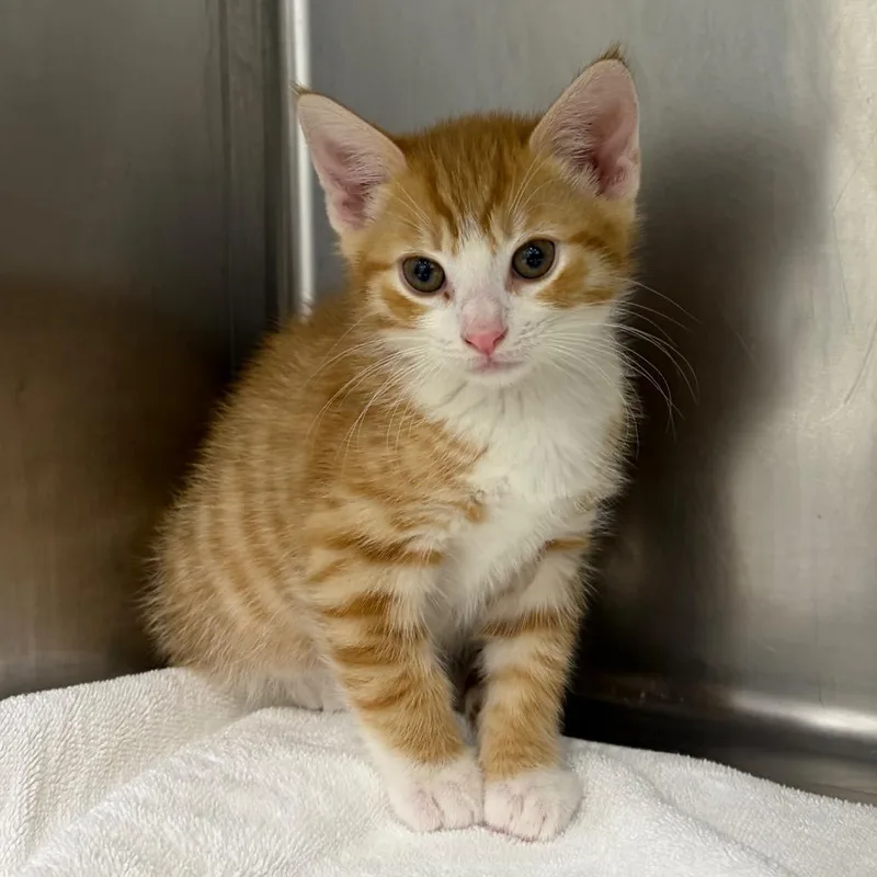 A baby small-sized male Orange / Red Domestic Short Hair cat named Solar for adoption in Newark, NJ