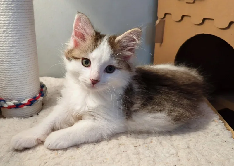 FlufferNutter