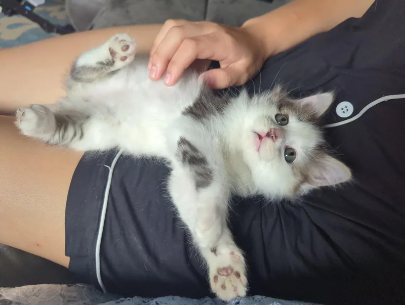 FlufferNutter thumbnail 2