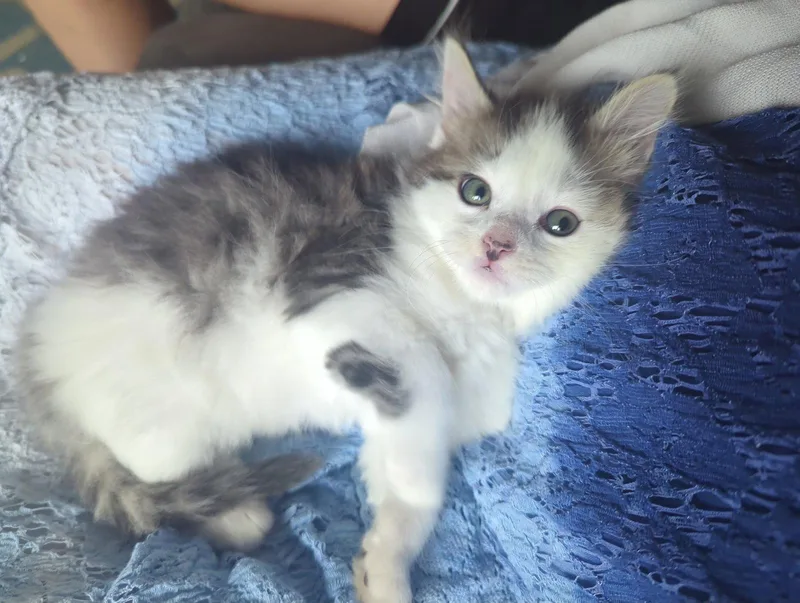 FlufferNutter thumbnail 3