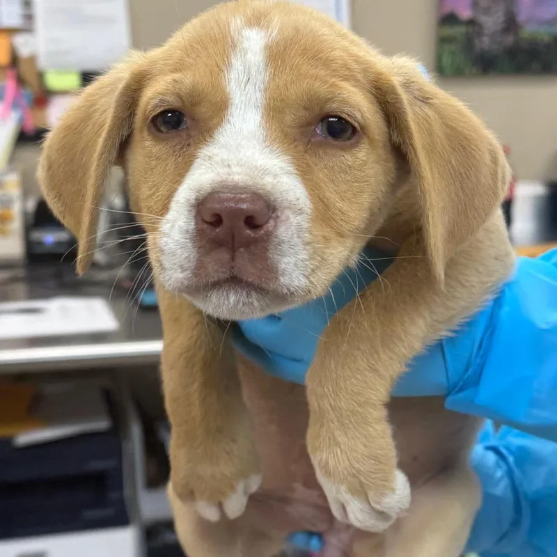 A baby small-sized female Yellow / Tan / Blond / Fawn English Bulldog dog named Brandii for adoption in Birmingham, AL