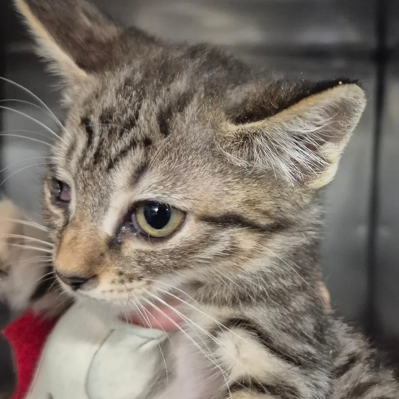 A baby small-sized female Black Domestic Short Hair cat named Jetsam for adoption in Lake Panasoffkee, FL