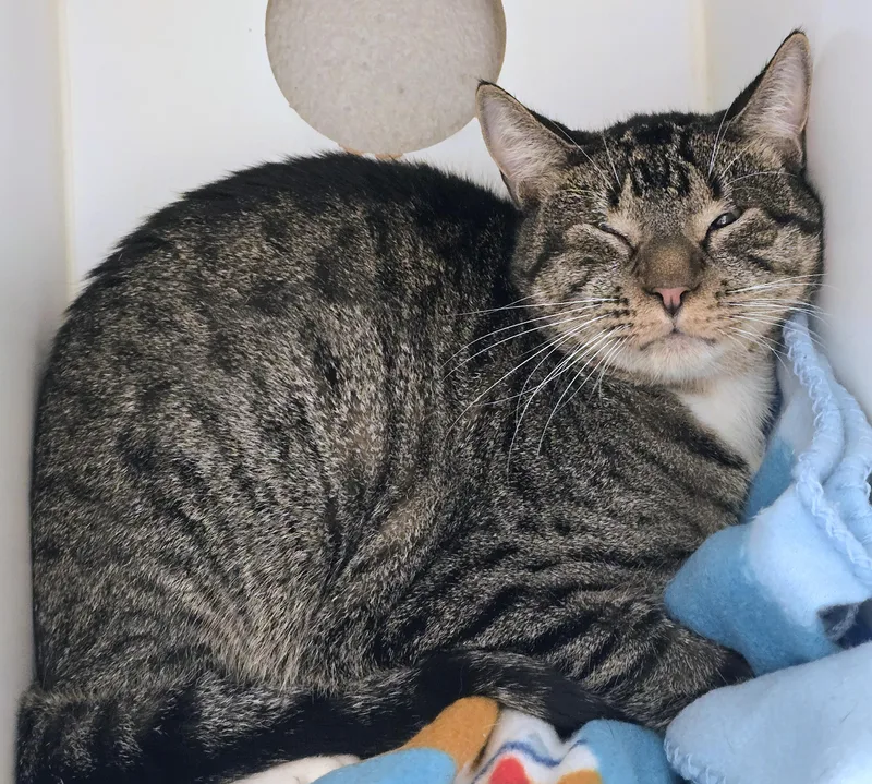An adult large-sized male Tabby (Brown / Chocolate) Domestic Short Hair cat named Cody for adoption in Amityville, NY