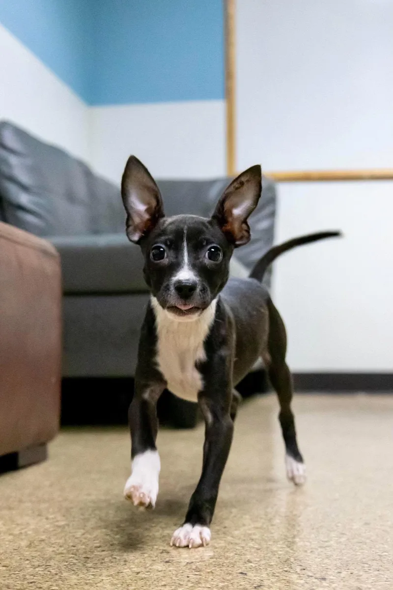A baby small-sized female Whippet dog named Evee for adoption in Valparaiso, IN