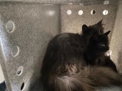 An adult small-sized female Domestic Long Hair cat named Magnolia for adoption in Fairfax, VA