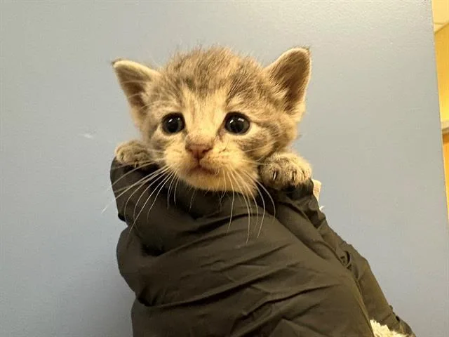 A baby small-sized female Domestic Short Hair cat named Grayish for adoption in Tustin, CA