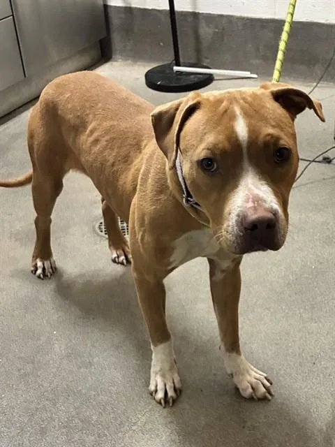 A young medium-sized female Pit Bull Terrier dog named Ellie for adoption in Upper Marlboro, MD