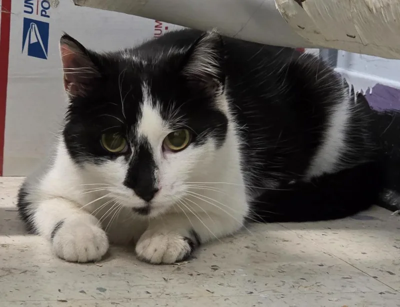 A young medium-sized female Domestic Short Hair cat named Yalaneeresa for adoption in Meriden, CT