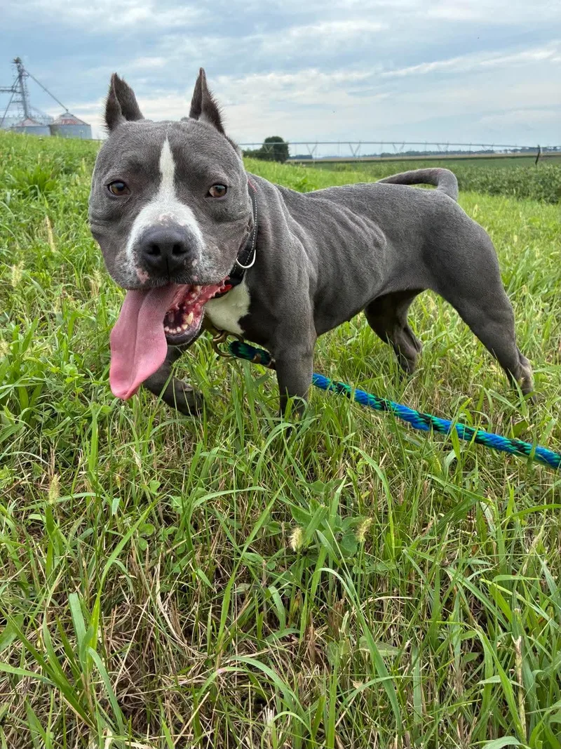 An adult medium-sized female Gray / Blue / Silver Pit Bull Terrier dog named Storm for adoption in Mason City, IL