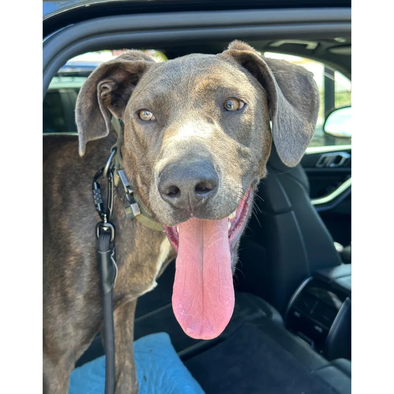 A young large-sized male Brindle Great Dane dog named Marmaduke for adoption in Santa Rosa Valley, CA