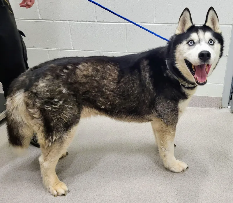 An adult large-sized male Siberian Husky dog named 26-438 for adoption in Amityville, NY