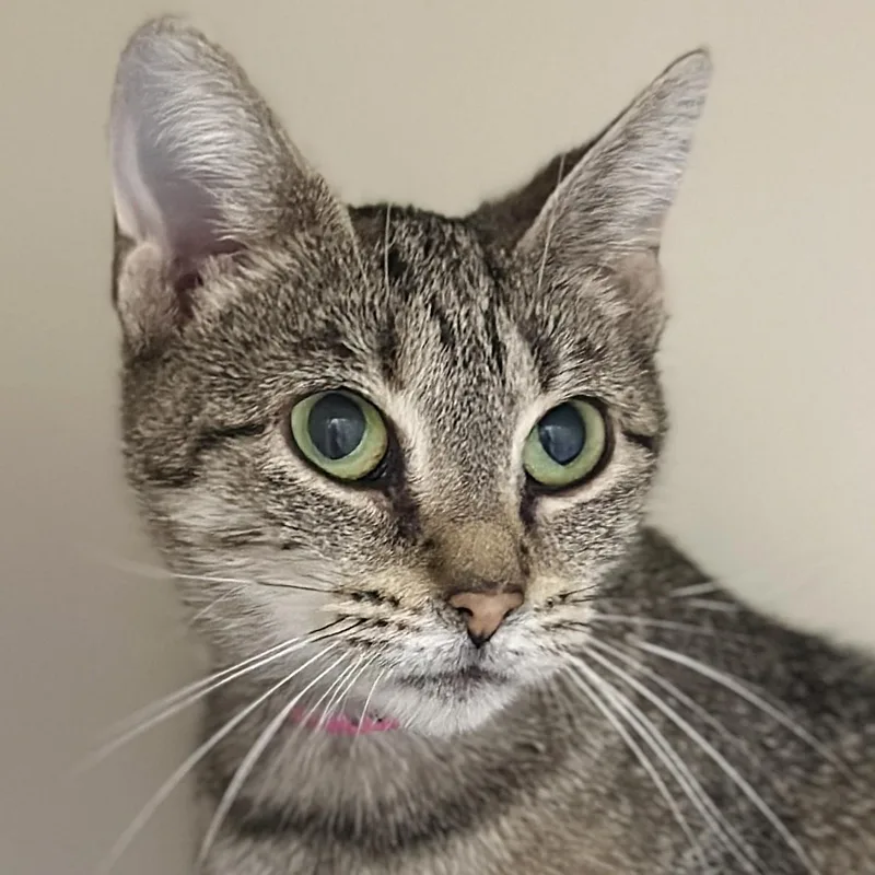 An adult medium-sized female Tabby (Brown / Chocolate) Domestic Short Hair cat named Anna for adoption in Victor, NY