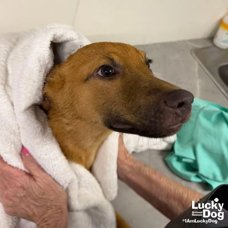 A baby medium-sized male Terrier dog named Yoda for adoption in Washington, DC